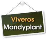 Mandyplant